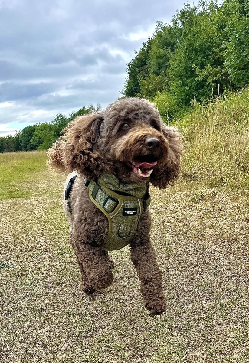Helen's dog wearing the Heritage Tweed harness